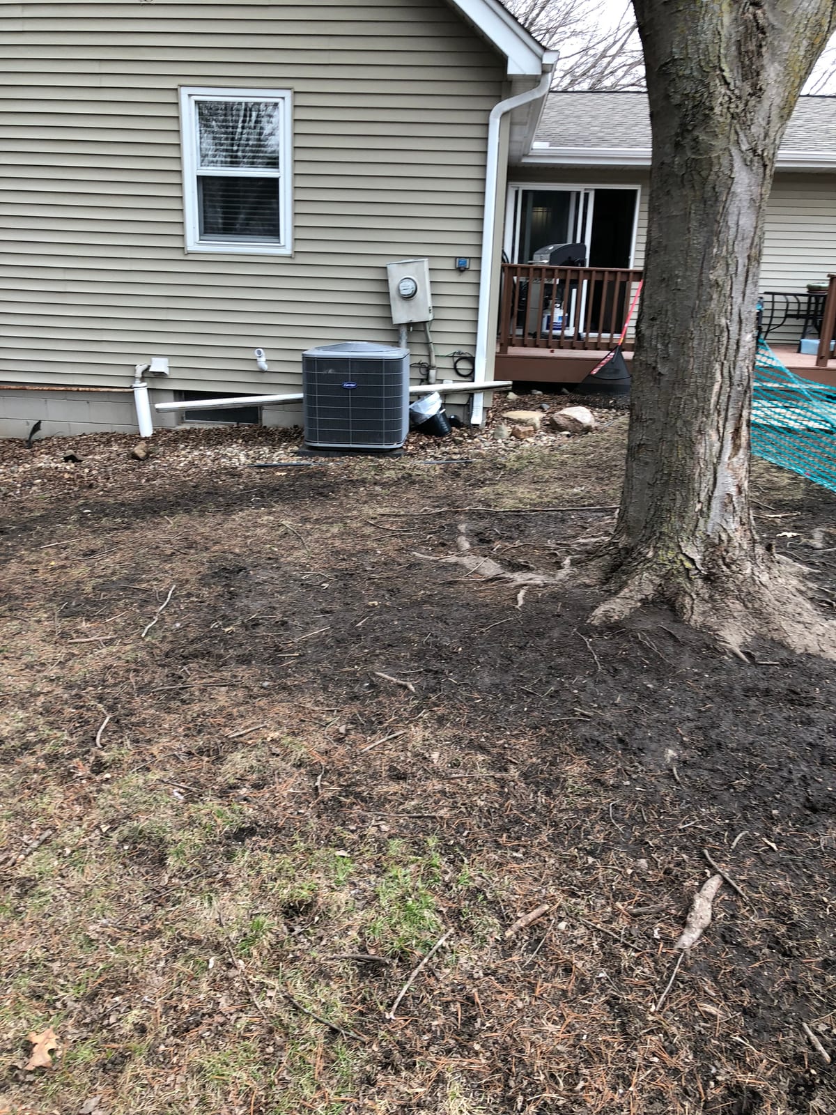 Backyard shade tree and bird feeder in early spring
