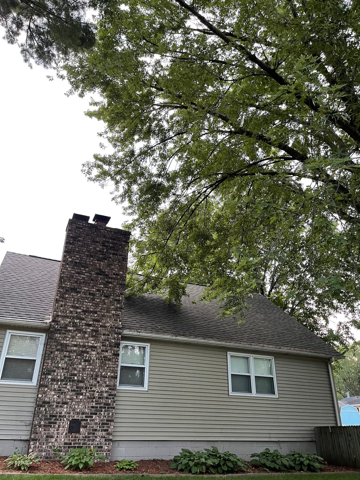 Tall evergreen towering beside the tan-sided house