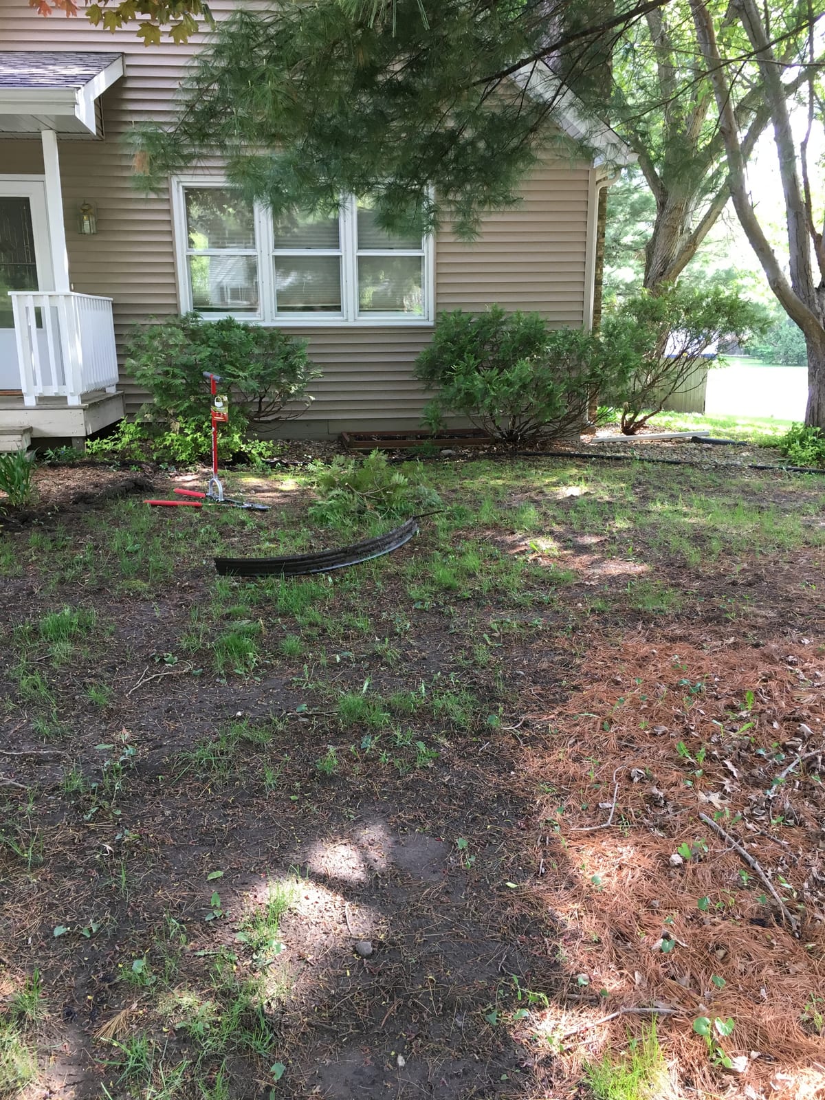 Evergreens and the garden edge on the south side