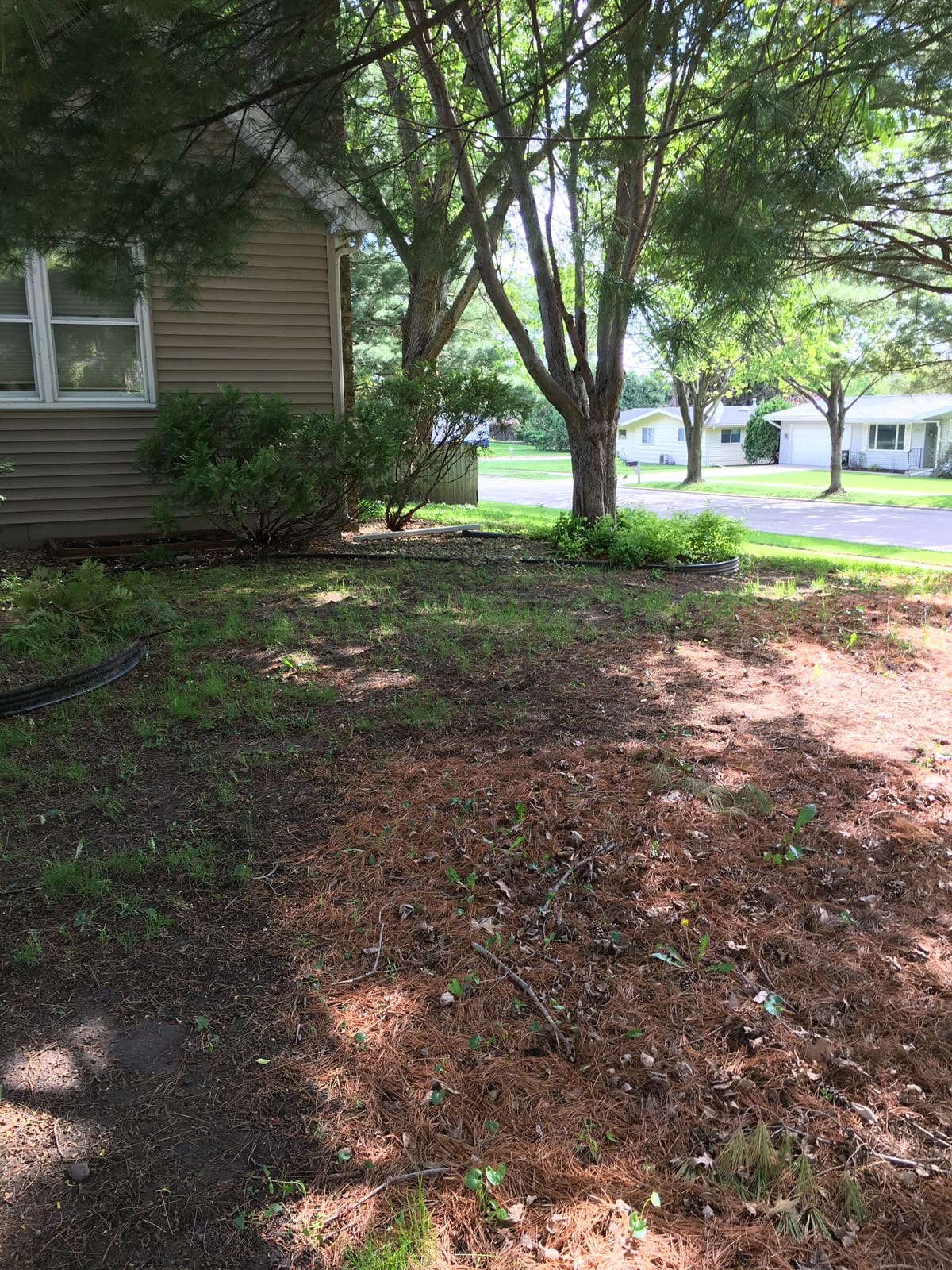 Mature pines along the back lot line