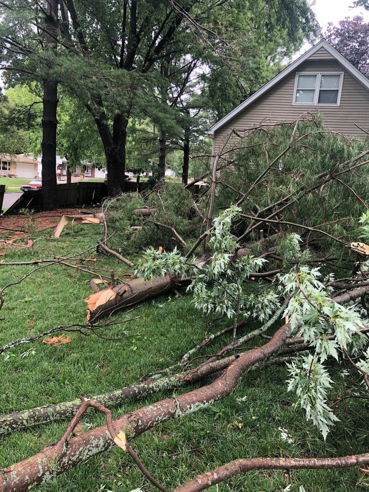 Snapped tree leaning against the house after a storm