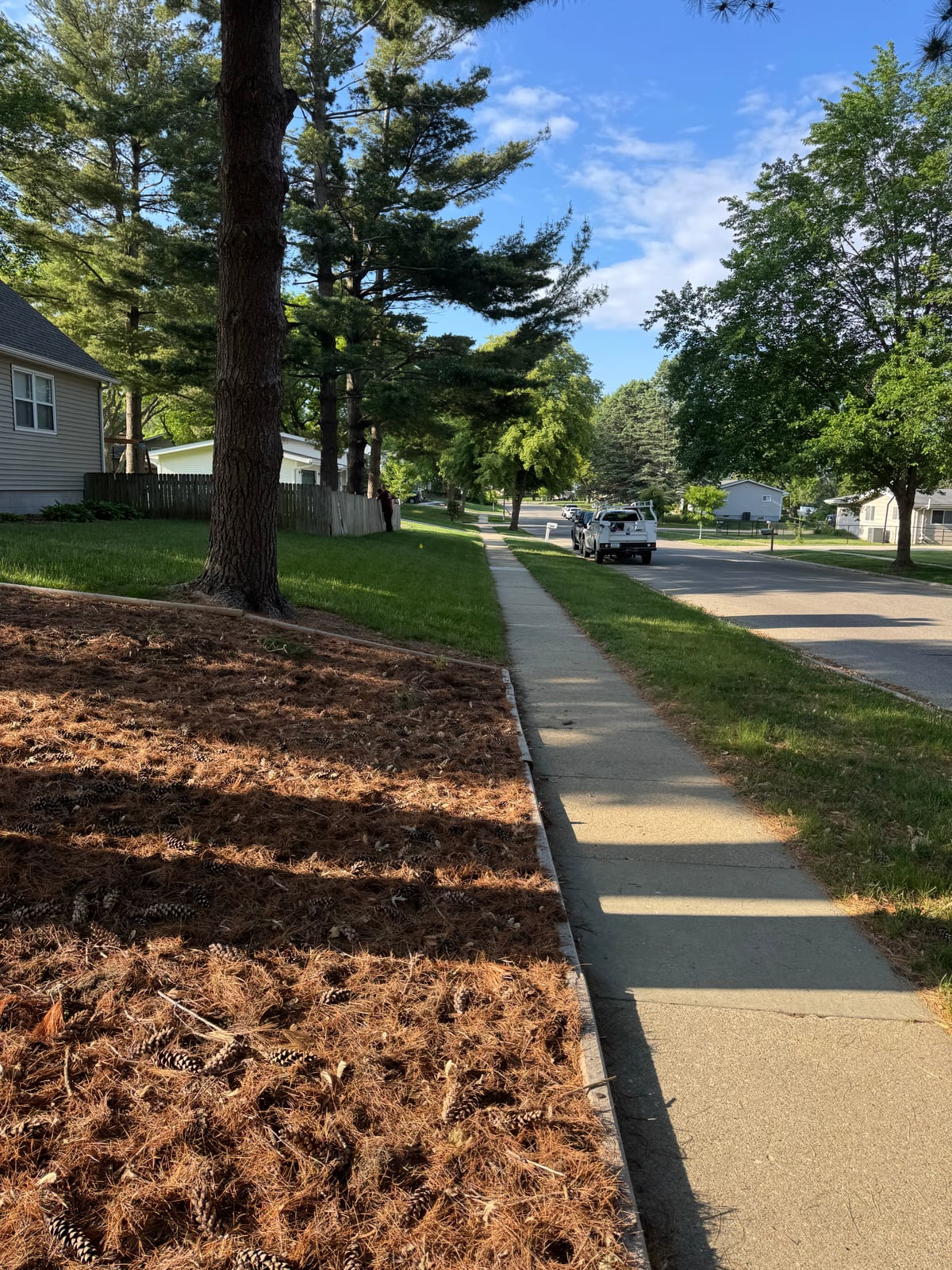 Fresh mulch bed along the sidewalk under the large evergreens