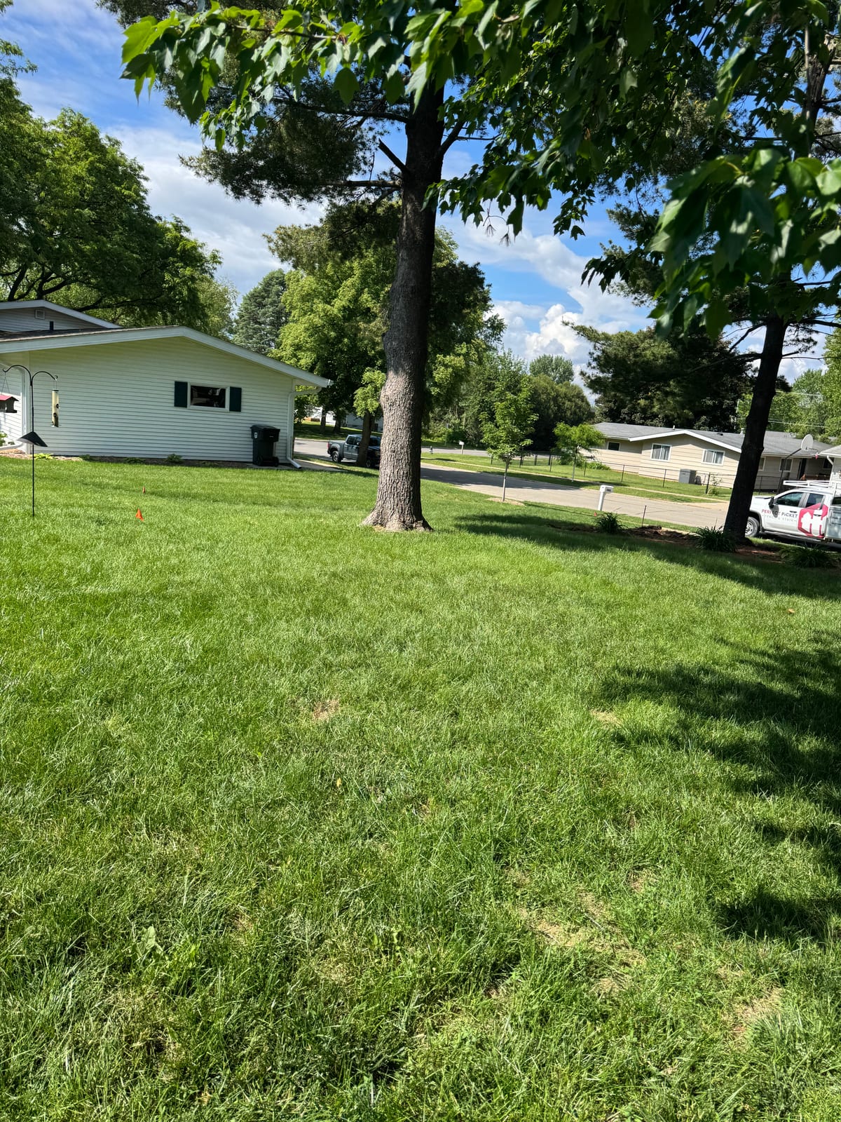 Sunlit lawn with the mature shade tree beside the house