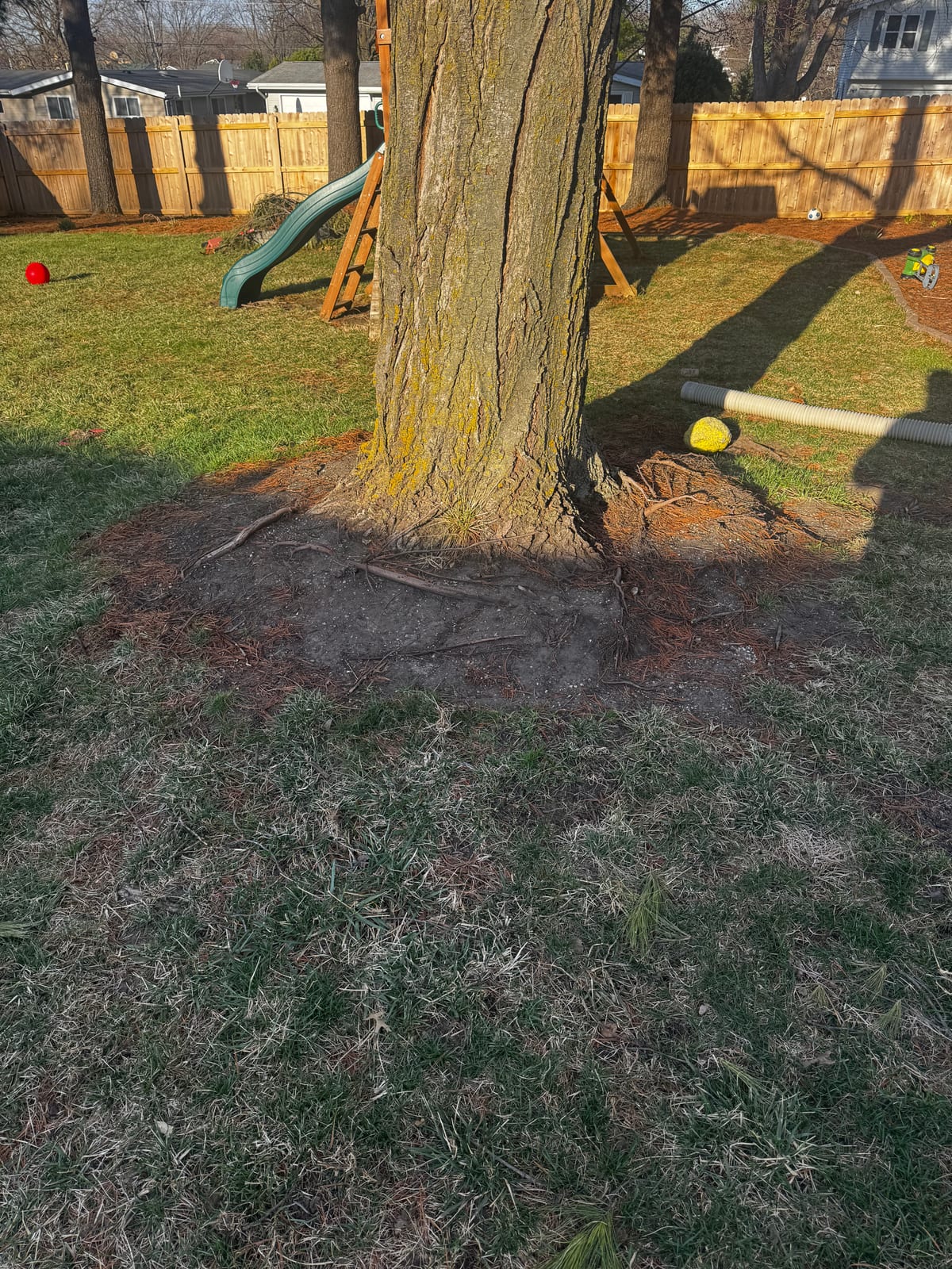 Bare winter tree trunk beside the backyard playset