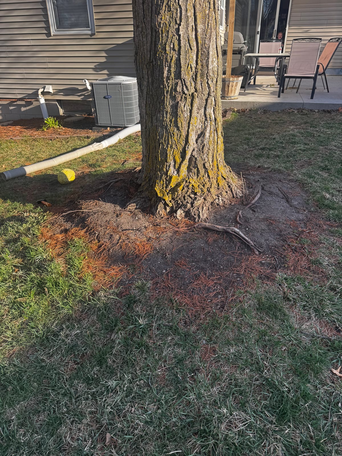 Moss-covered tree trunk leaning toward the house siding