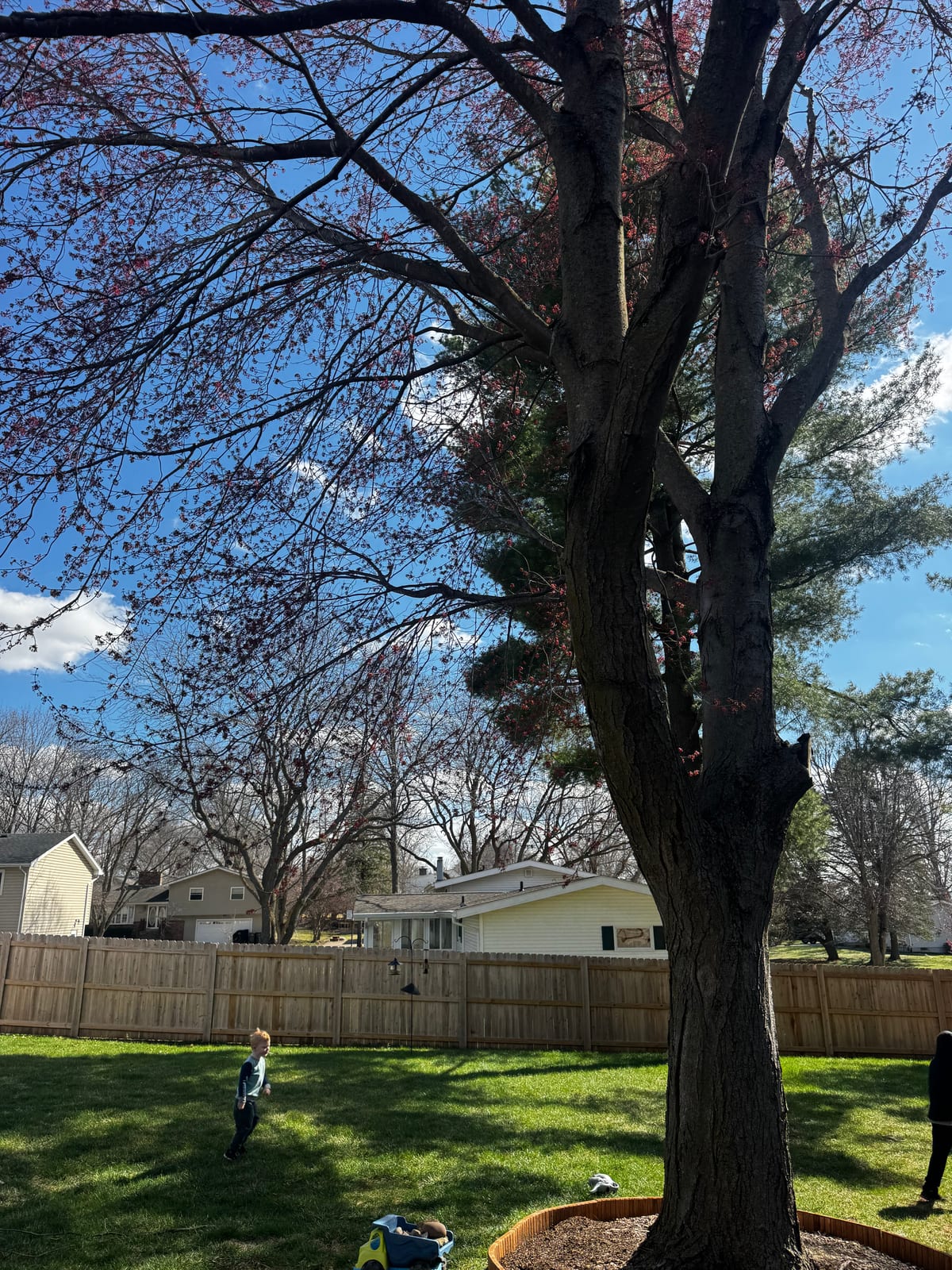 Tall budding tree over the backyard on a clear spring day