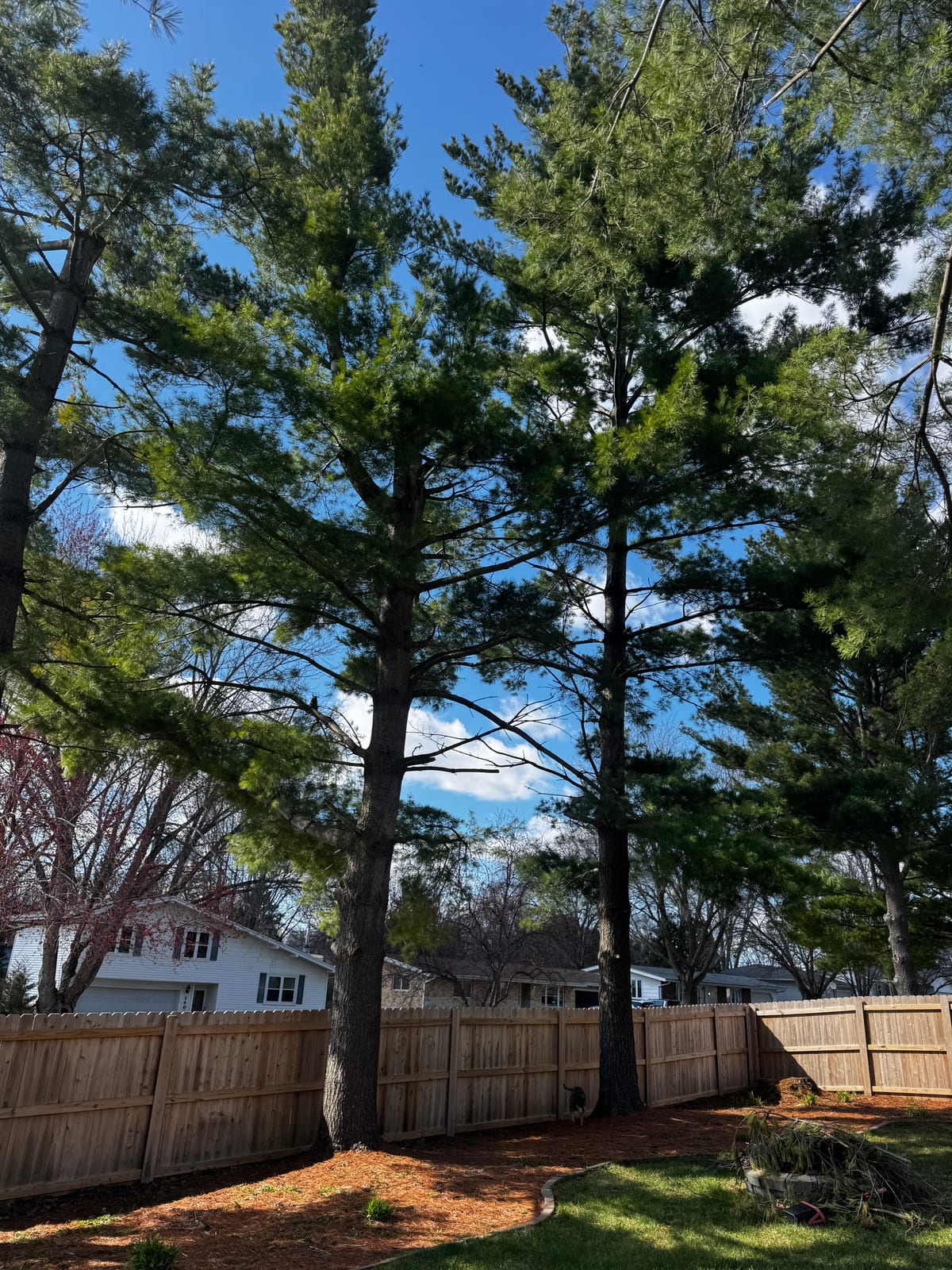 Towering evergreens beside the house against a blue sky