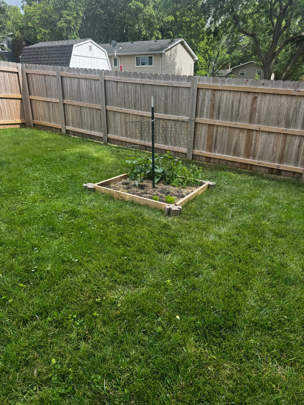 Newly planted tree staked in a small bed by the deck